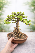 Living Miniature Jade Tree Bonsai