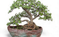 Jade Multitrunk Bonsai 9 Years – Mature, Beautiful & Easy to Maintain