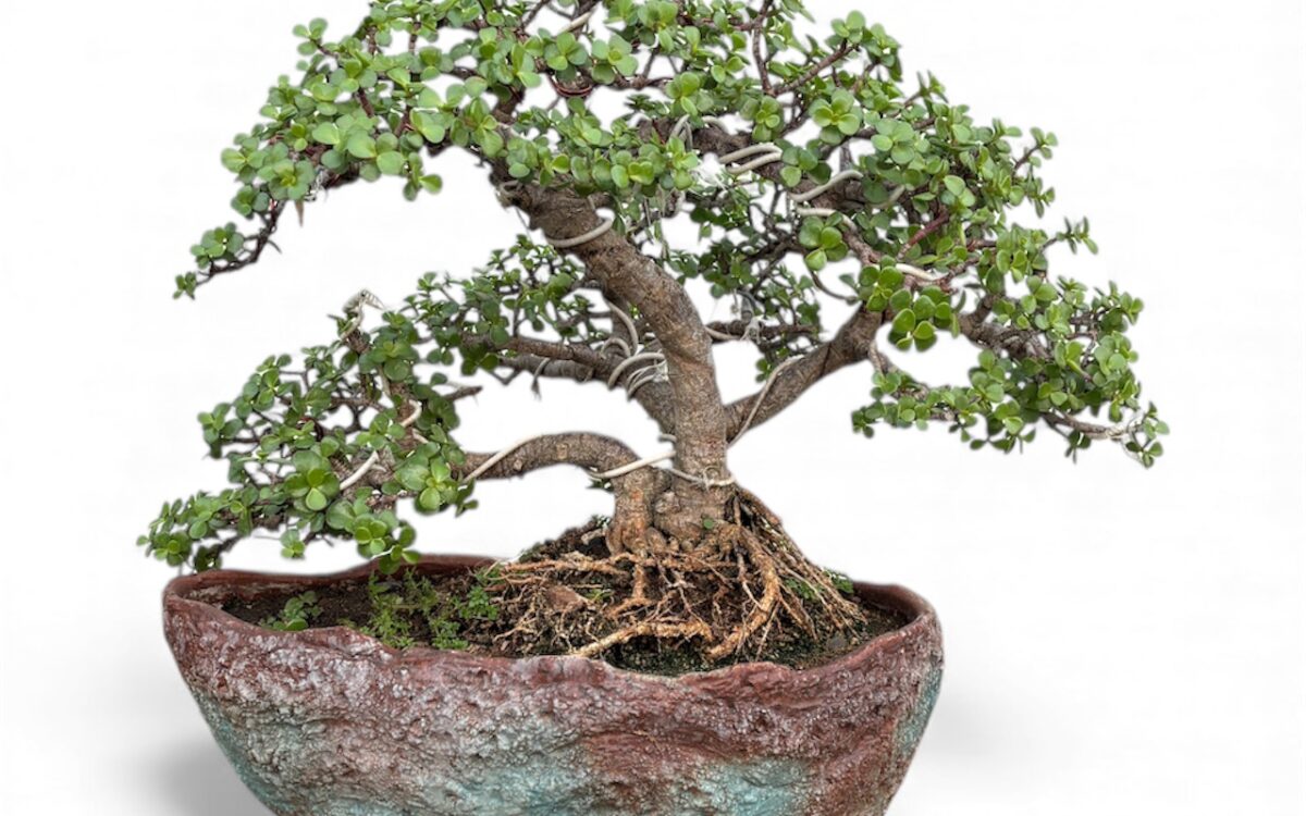 Jade Multitrunk Bonsai 9 Years – Mature, Beautiful & Easy to Maintain