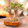 Indoor Exotic Australian Ficus Bonsai 7 Years Old