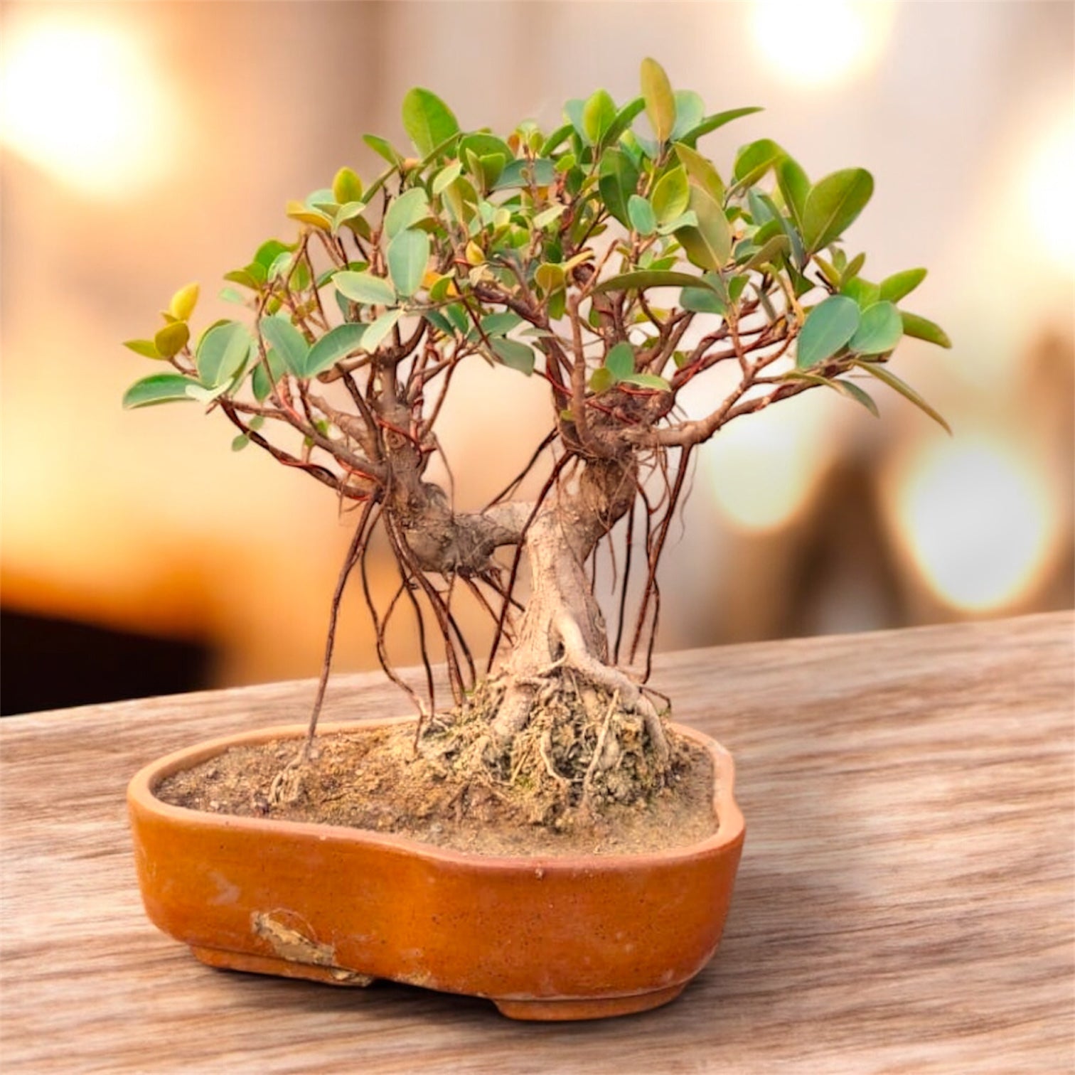 Indoor Exotic Australian Ficus Bonsai 7 Years Old