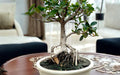 🌿 2-Year-Old Ficus Green Island Indoor Bonsai Tree
