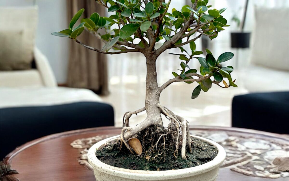 🌿 2-Year-Old Ficus Green Island Indoor Bonsai Tree