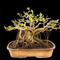 Premium 20-Year-Old Ficus Microcarpa Bonsai – Indian Banyan Style, Collector’s Choice