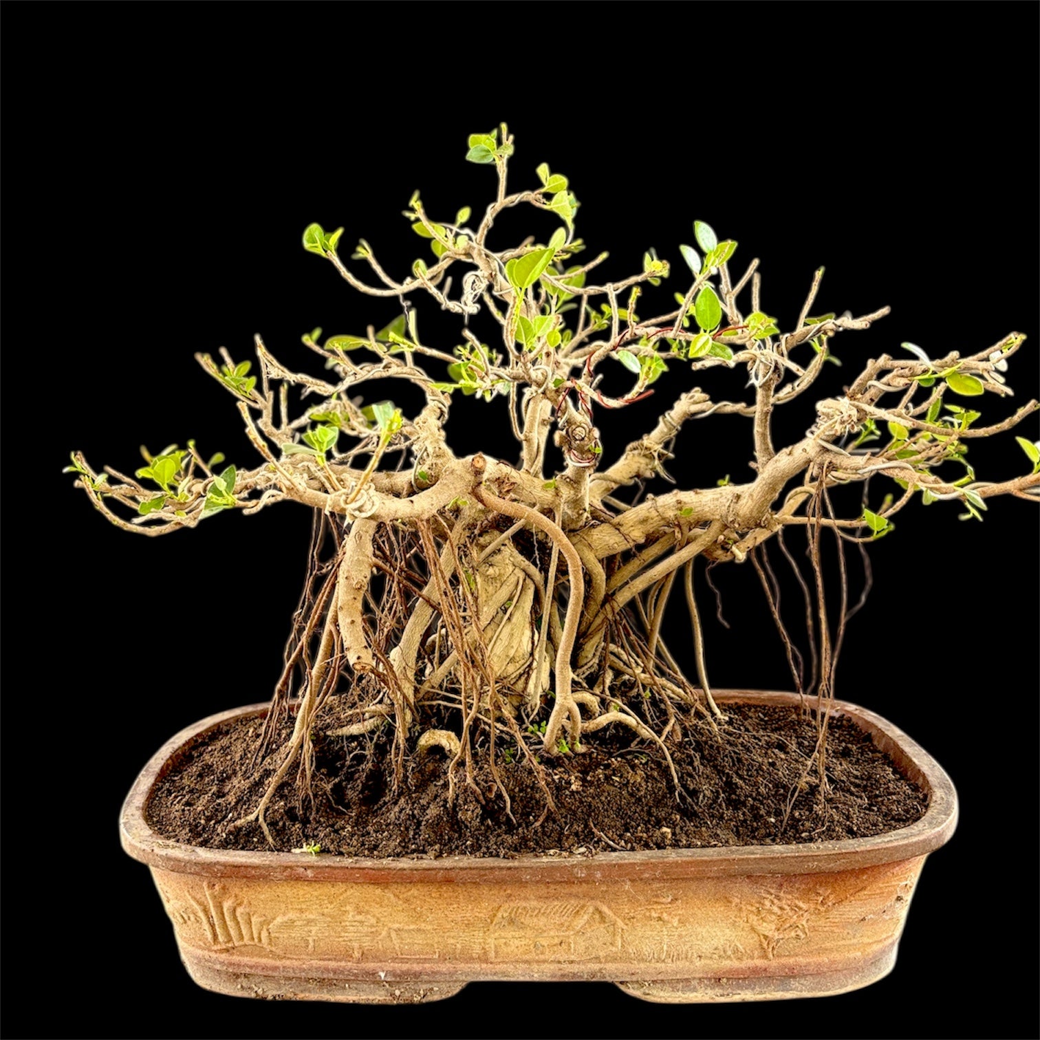 Premium 20-Year-Old Ficus Microcarpa Bonsai – Indian Banyan Style, Collector’s Choice