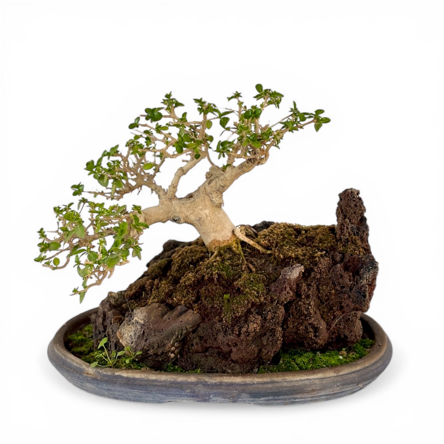 Premna Mame Bonsai Tray Landscape/Penjing