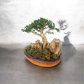 Artistic Premna Bonsai with Rocks – 4 Year Old Living Landscape