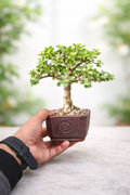 Lucky Plant for Gifting: 2-Year-Old Jade Mame Bonsai 🌿